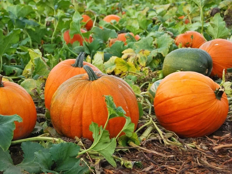 Jack O'Lantern Pumpkin Seeds - 10 Organic Seeds - USA Grown - Cucurbita pepo