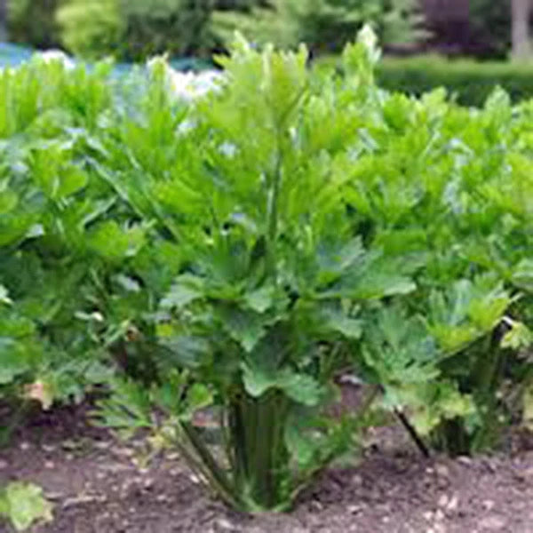 Celery Seed, 25+ Seeds, Utah Tall Heirloom, Non-GMO, Organic Celery Seeds