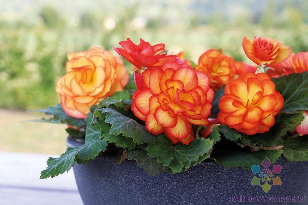 Tuberous Begonia Seeds - 25+ Pack - Garden Planting - USA Grown - Free Shipping! (Begonia tuberosa)