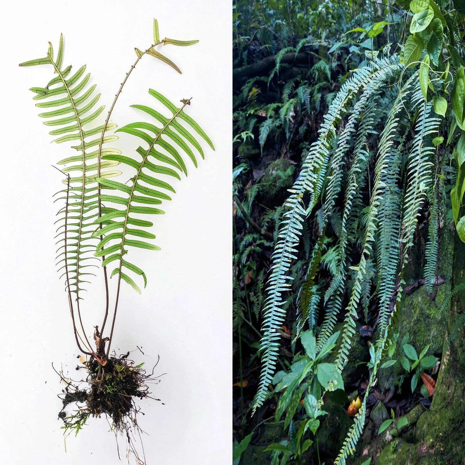 where to buy air fern plants Rare LIVE Bare PECLUMA Airplant Fern 9" Tropical Exotic Fern
