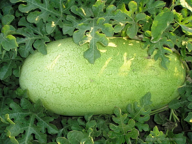 Charleston Gray Watermelon Seeds, Non-GMO, Large 35-50 lbs, Citrullus lanatus
