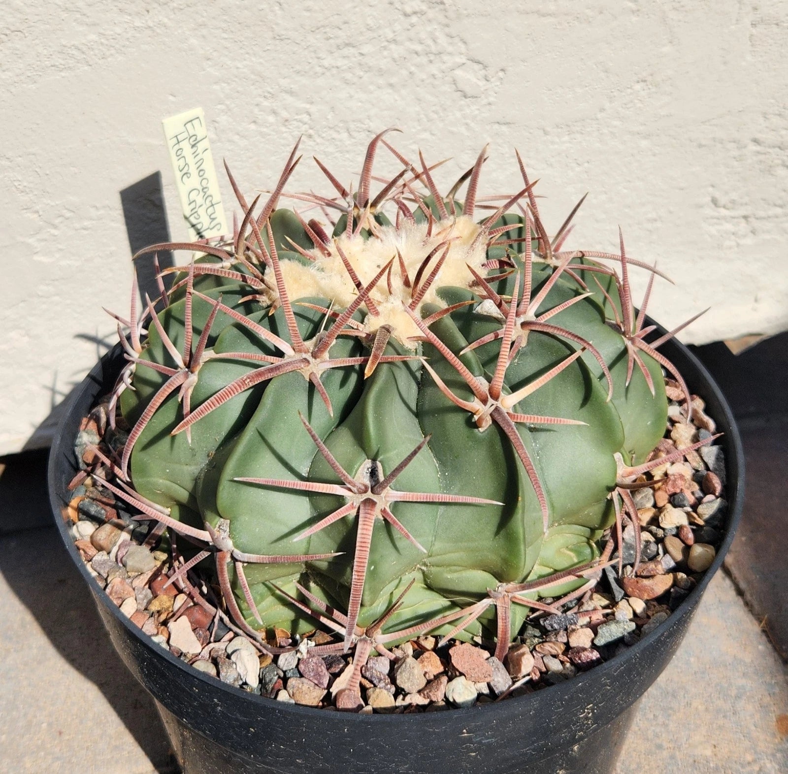 Echinocactus Texensis Horse Crippler Cactus Live Rooted Plant