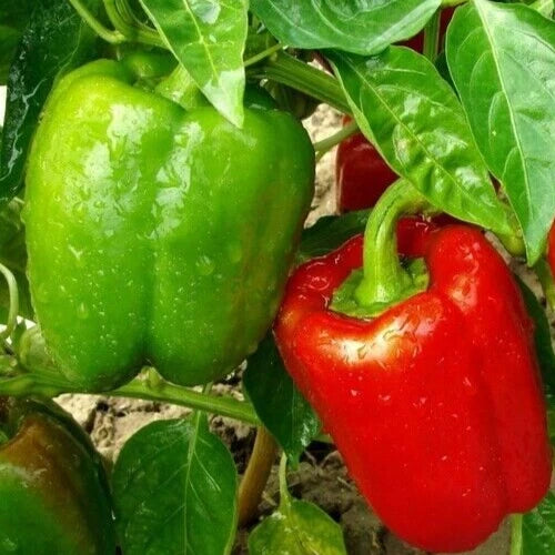 Chinese Giant Bell Pepper Seeds - 30+ Sweet Green Red Non-GMO - Capsicum annuum