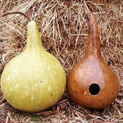 Bottle Gourd Seeds, 10 Pack, Exotic Rare Variety, Lagenaria siceraria, Ideal for Historical Canteen Cultivation