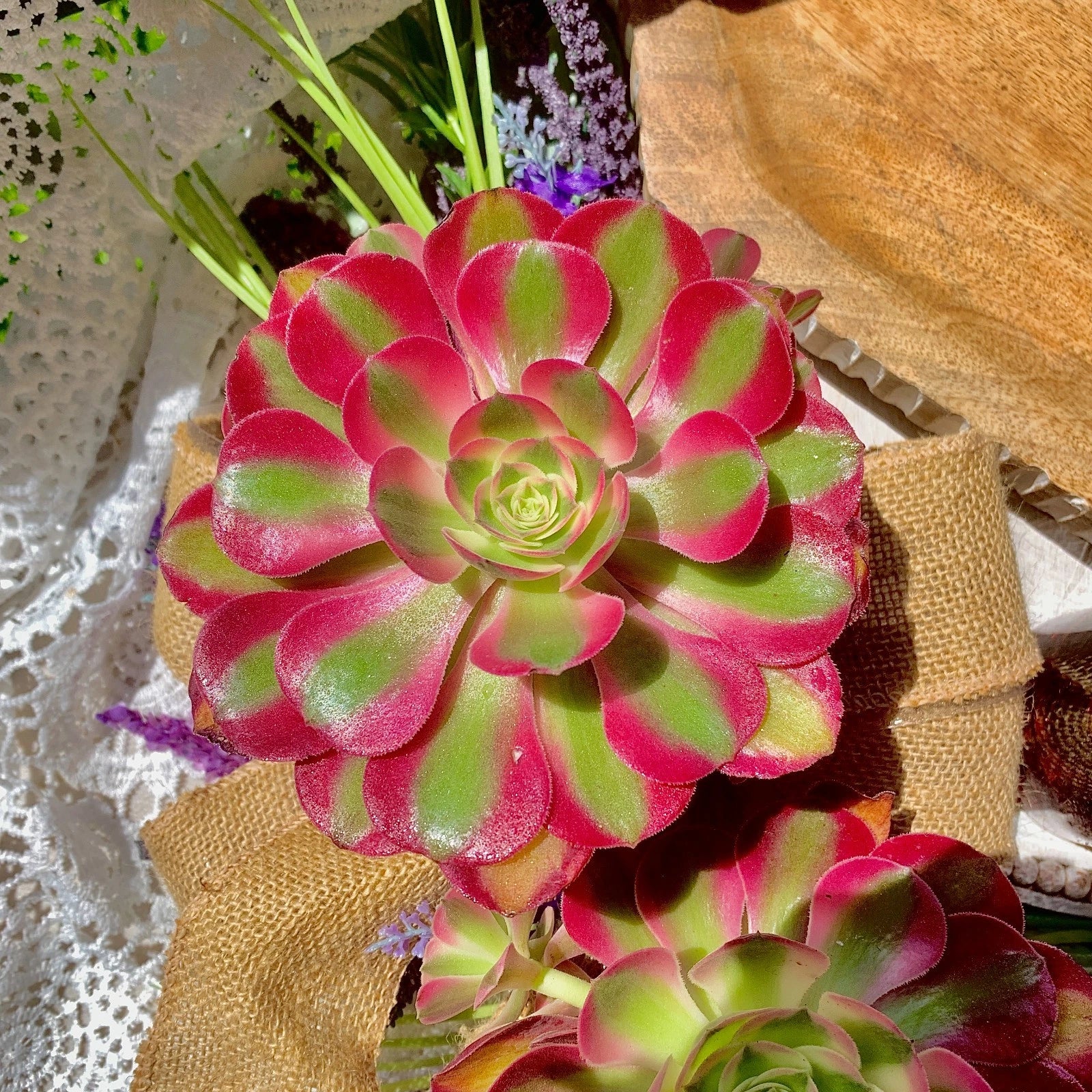 buy exotic succulents Rare Succulents Plant 3.5-4" Aeonium 'Pink Witch' Bare Root Succulent Gift – Jayme Garden
