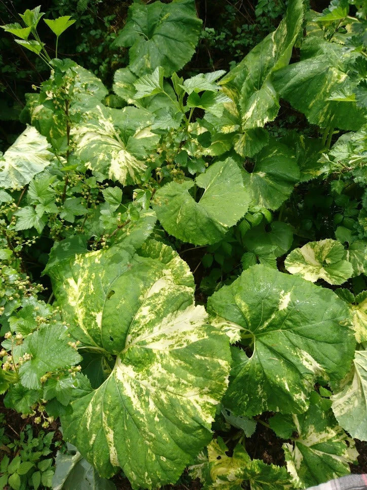 Variegated Japanese Fuki Plant - Unique Green & White Leaves