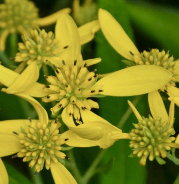 8 Wingstem Bare Root Live Plants - Organic Yellow Native Wildflower (Verbesina alternifolia)