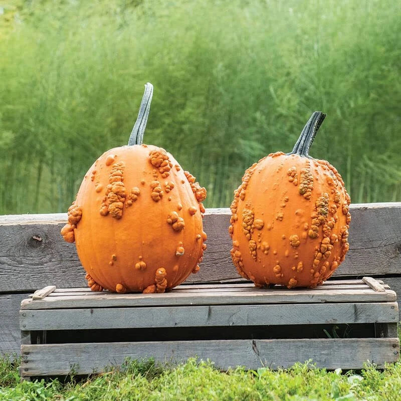 Scarface Pumpkin Seeds for Planting - 10 Seeds - Cucurbita pepo - Heirloom Variety, Unique Color and Shape