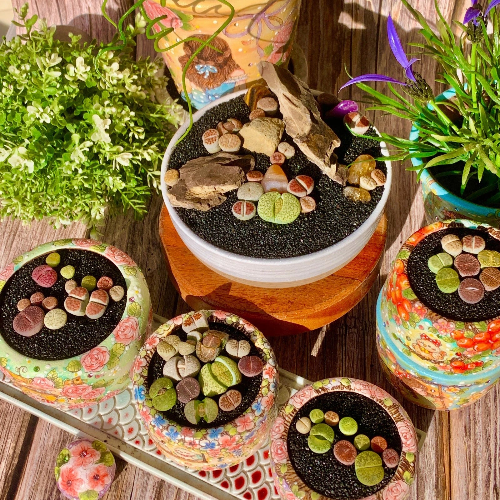 succulent plants that look like stones Lithops Succulent 10 Pills Rare Imported Bare Root Indoor Decor (Living Stones Plant) – Jayme Garden