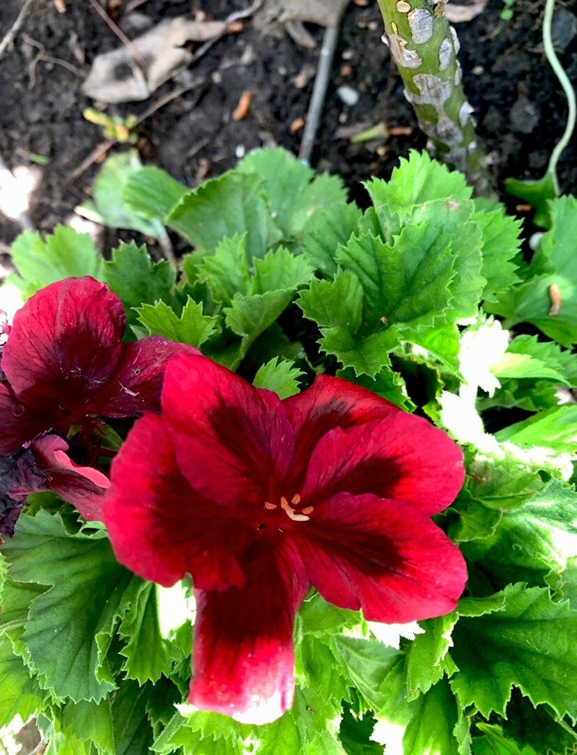 Blood Red Geranium Cuttings, 2 Perennial Cuttings, Black Variety, Geranium 'Bloody Mary'