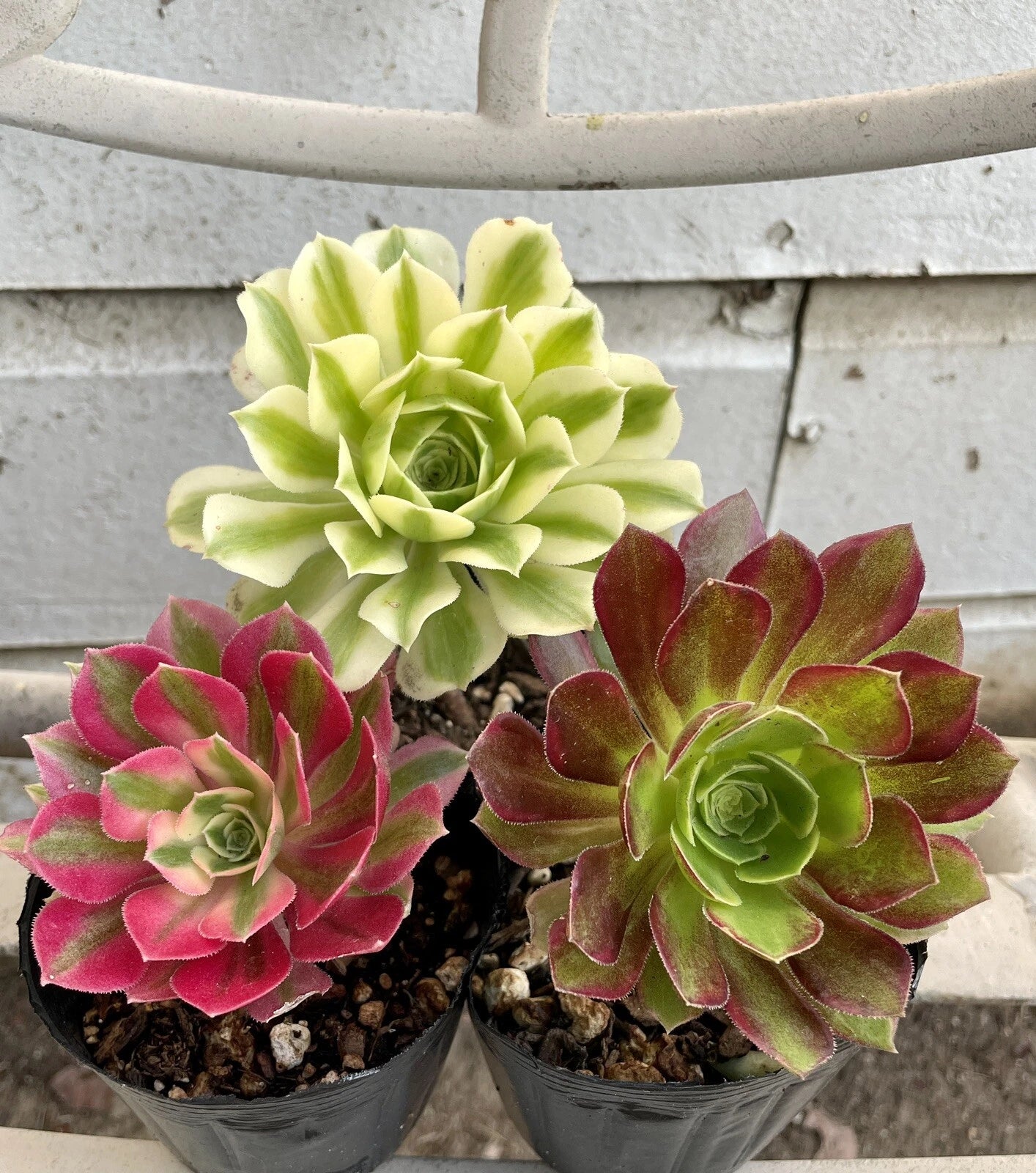 care of cut succulents indoors Succulents Live Plants - Aeonium Cutting Combo - Varied Colors - Perfect for Indoor Gardening
