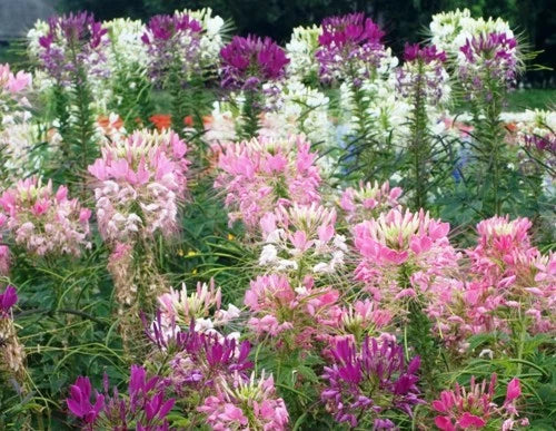 Fresh Spider Plant Mixed Flower Seeds - 100 Count - Easy to Grow - Chlorophytum comosum