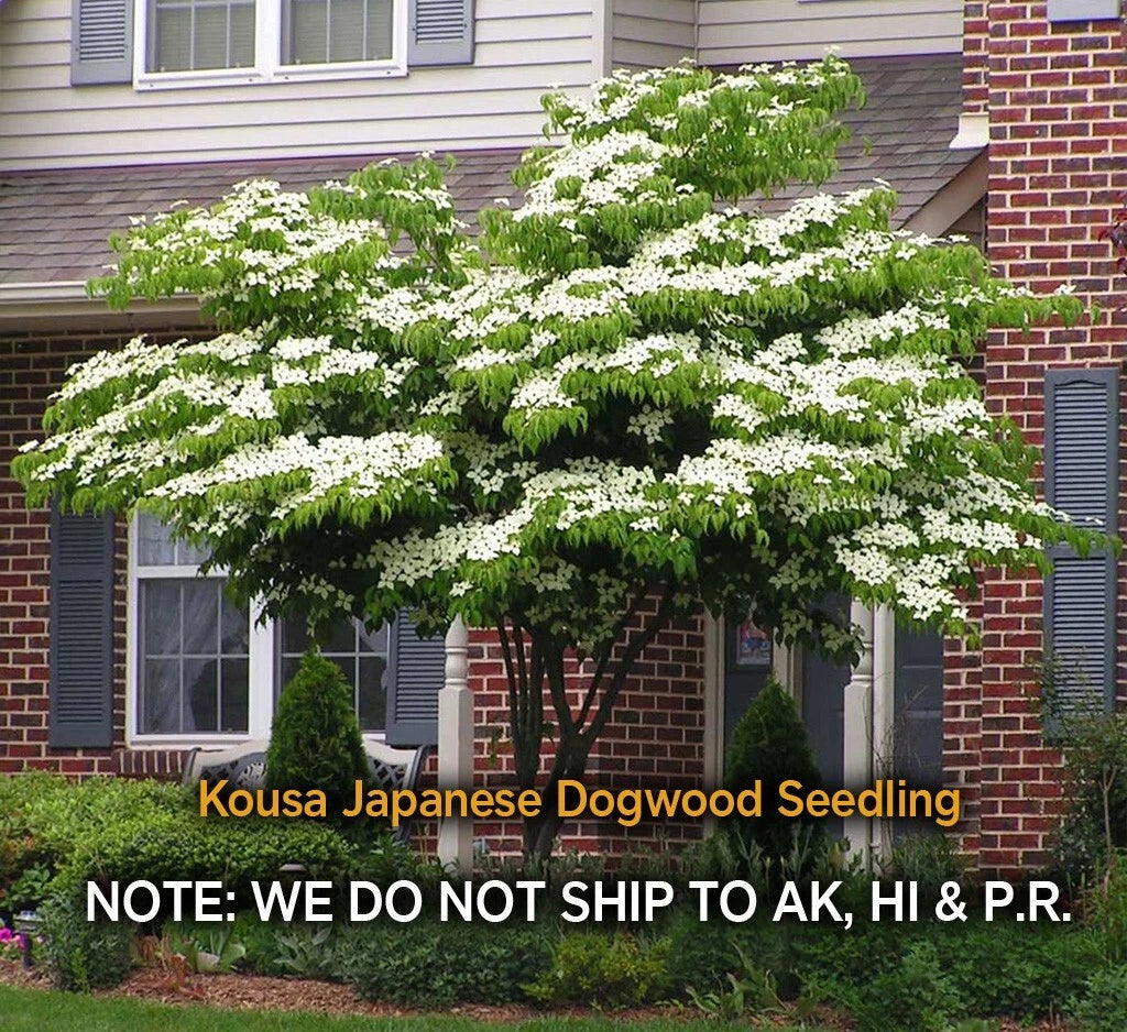 Kousa Dogwood Live Plant - Quart Pot, Hardy Flowering Tree, Cornus kousa, Ornamental Garden Addition