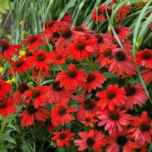 50 Red Salsa Coneflower Seeds, Echinacea Purpurea, Perennial Flower Seeds, USA Seller, Garden Planting Supplies