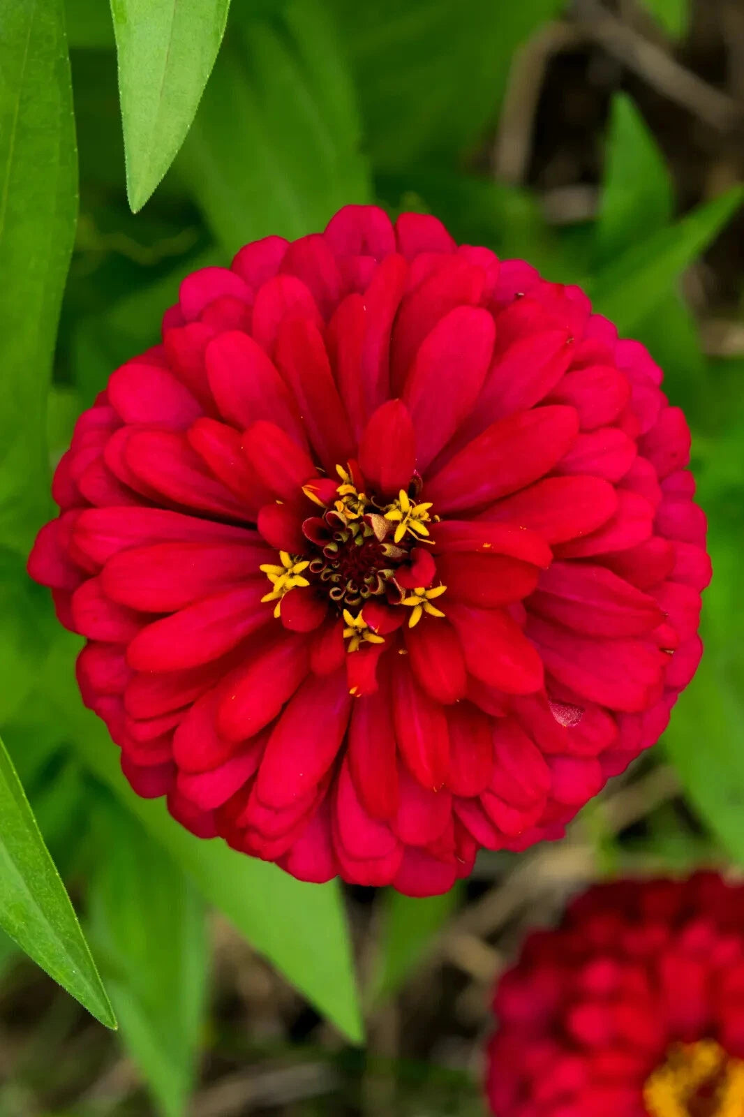 Cherry Queen Zinnia Seeds, NON-GMO, Easy Grow, Variety Packet Sizes, Zinnia elegans
