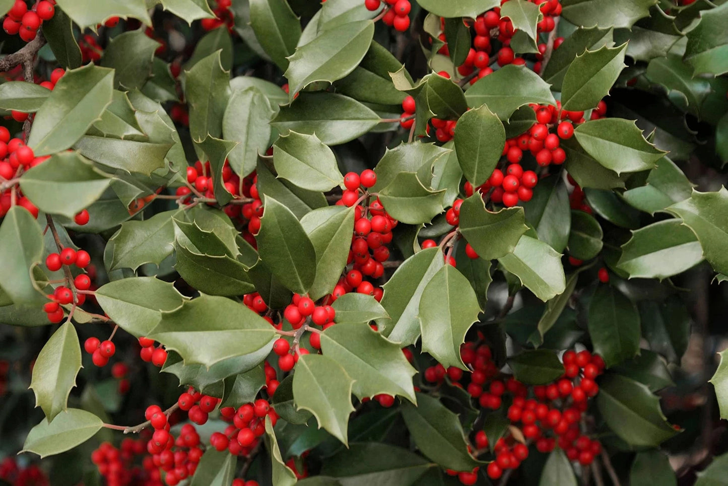 American Holly Seeds - 30 Count - Ilex opaca - Ideal for Planting, Native Evergreen Shrub