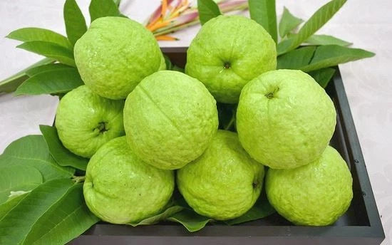 Rare Giant Taiwan Guava Seeds - 25 Seeds - Psidium guajava - Tropical Fruit Seeds for Gardening