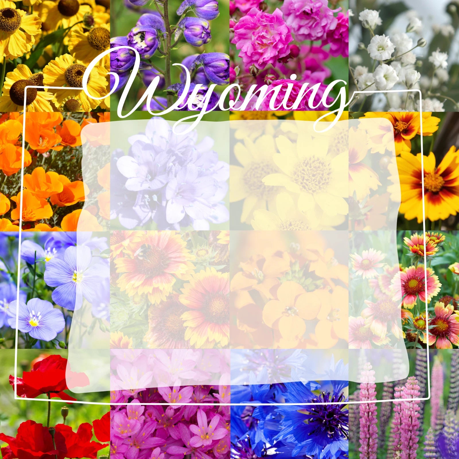 Wyoming Western Wildflower Seed Mix 1 lb - Covers 3,200 sq ft