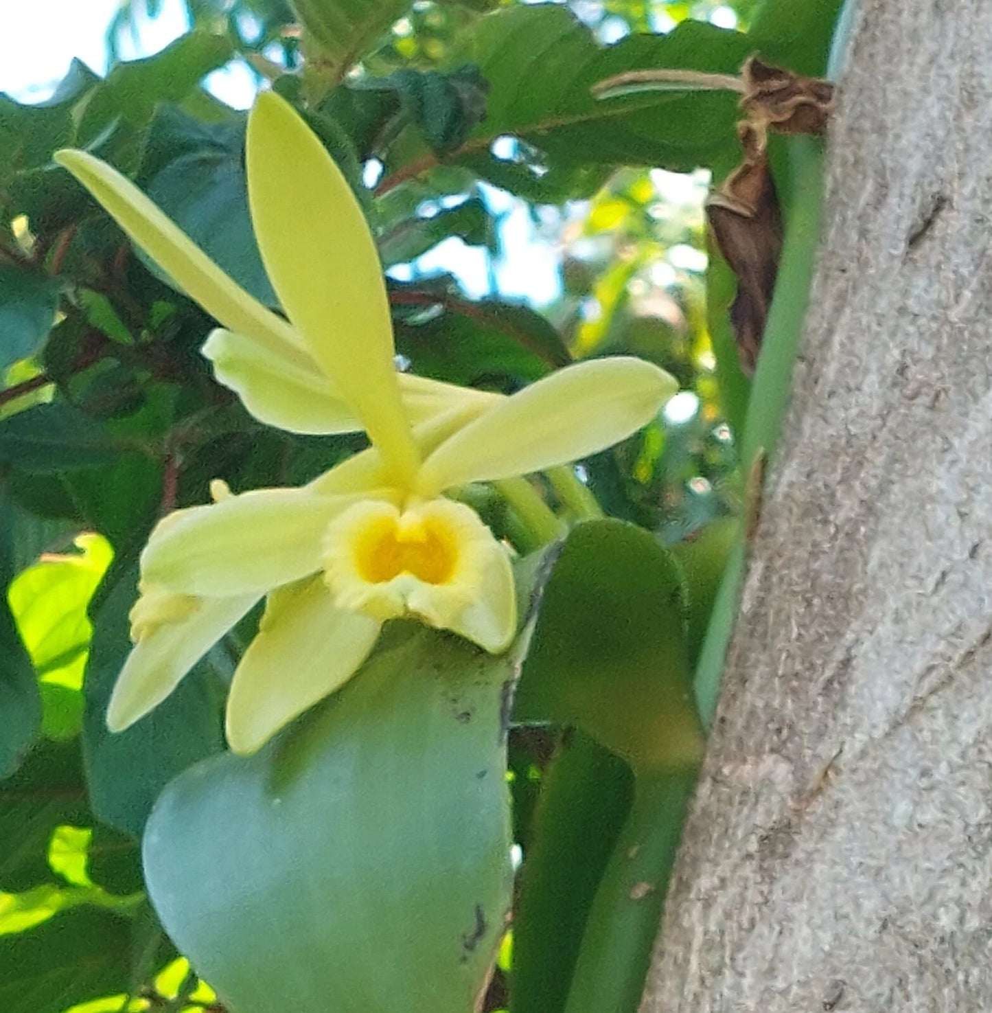 Vanilla Bean Orchid Cutting - Live Plant - Ariel Roots Only - Vanilla planifolia