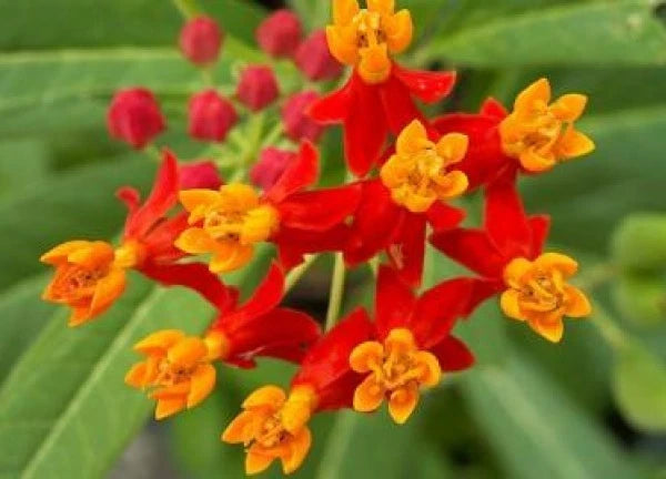 Bloodflower Seeds - 50 Fresh Sunset Flower Seeds - Mexican Milkweed (Asclepias curassavica) - Free Shipping