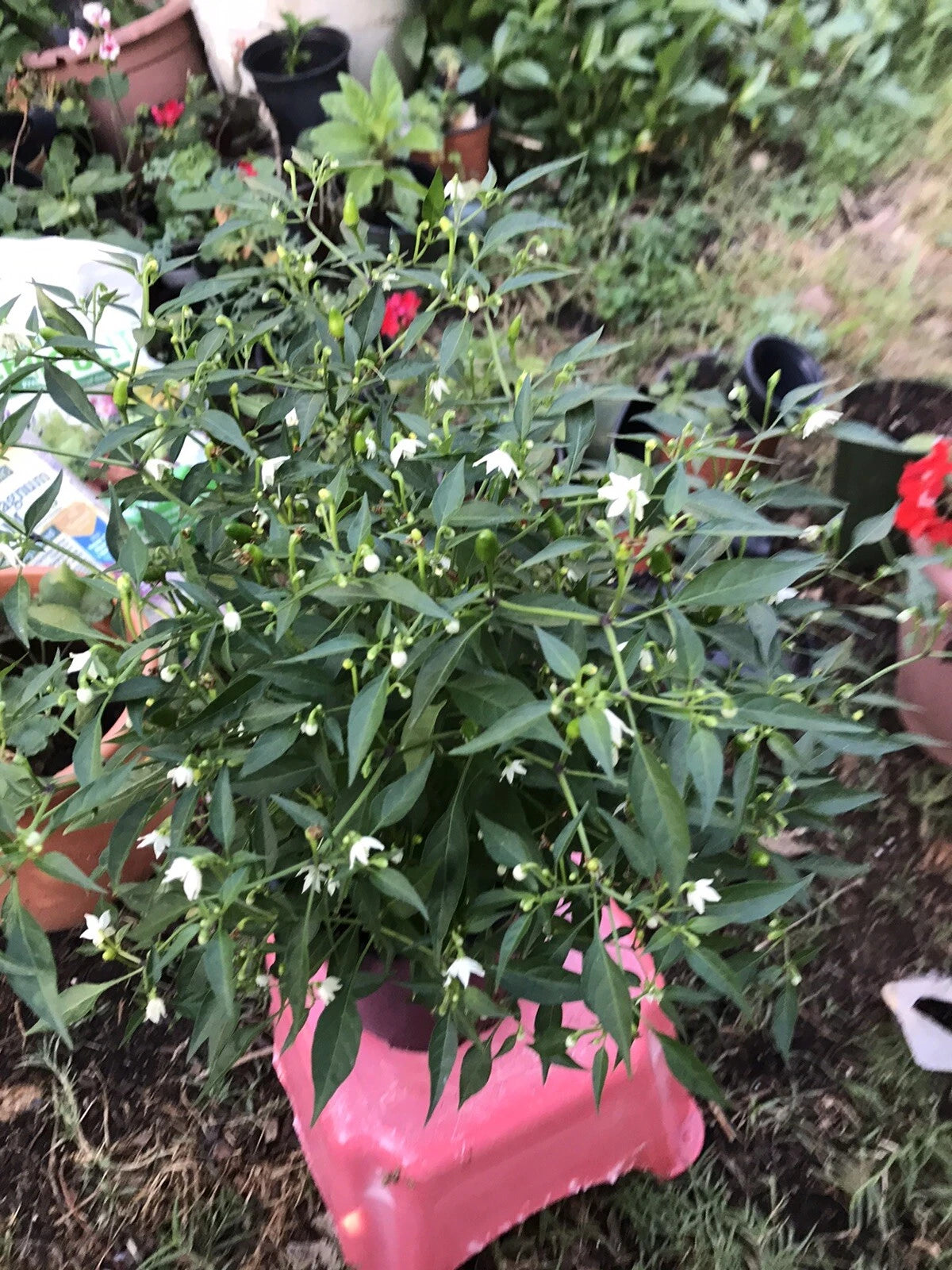 Chile Chilpetin Pepper Plant - 1 Gallon Pot - Capsicum annuum Tepin Petin - Del Monte Variety
