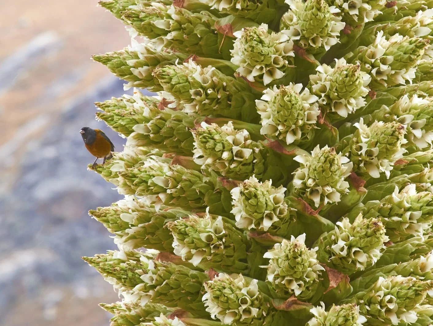 rare exotic plant seeds Queen of The Andes Seeds - 10 Pack - Rare Exotic Puya Planting Seeds