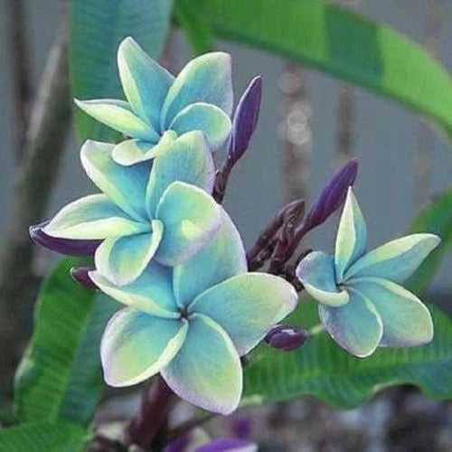 Blue Plumeria Seeds - 5 Perennial Flower Seeds - Plumeria rubra - US Seller