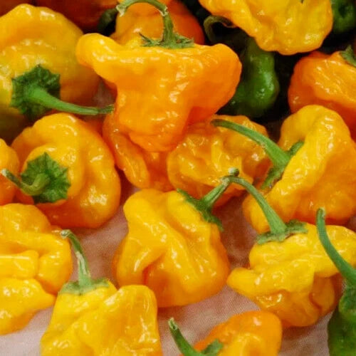 Jamaican Yellow Hot Pepper Seeds 30+ Spicy Culinary Capsicum chinense Free Shipping