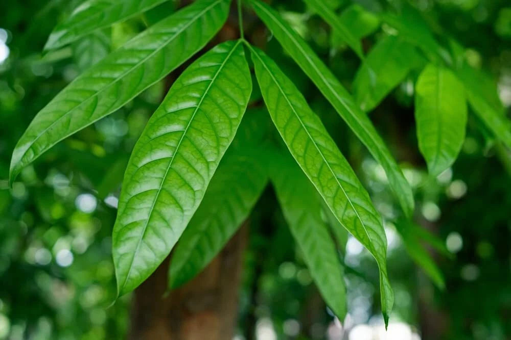 Japanese Stone Oak Tree Seeds - 5 Seeds - Lithocarpus edulis - Ideal for Planting, Hardy Tree, Unique Foliage