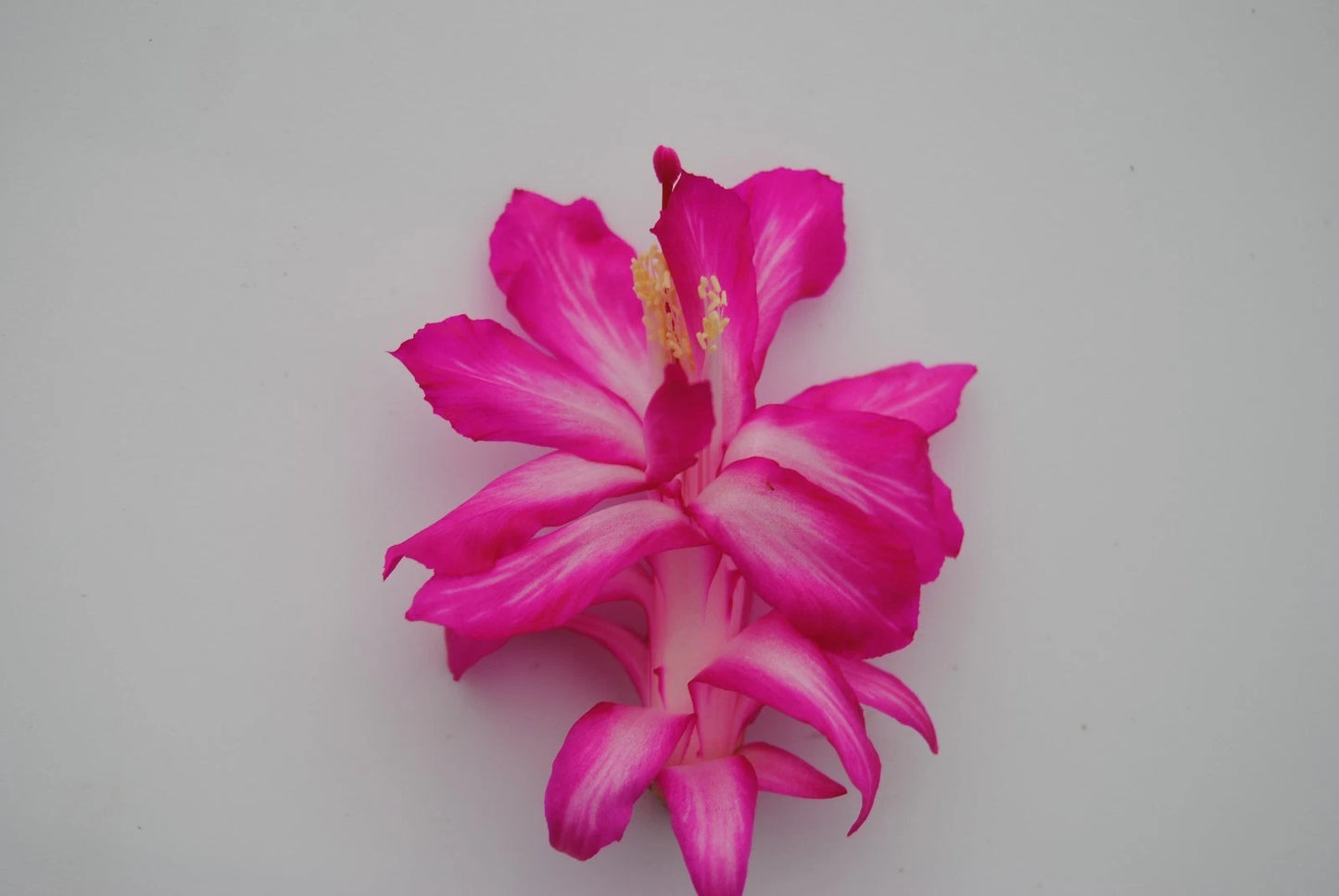 Christmas Cactus Starter Plant - Healthy Well Rooted Schlumbergera Truncata - Rossmore Harry Variety