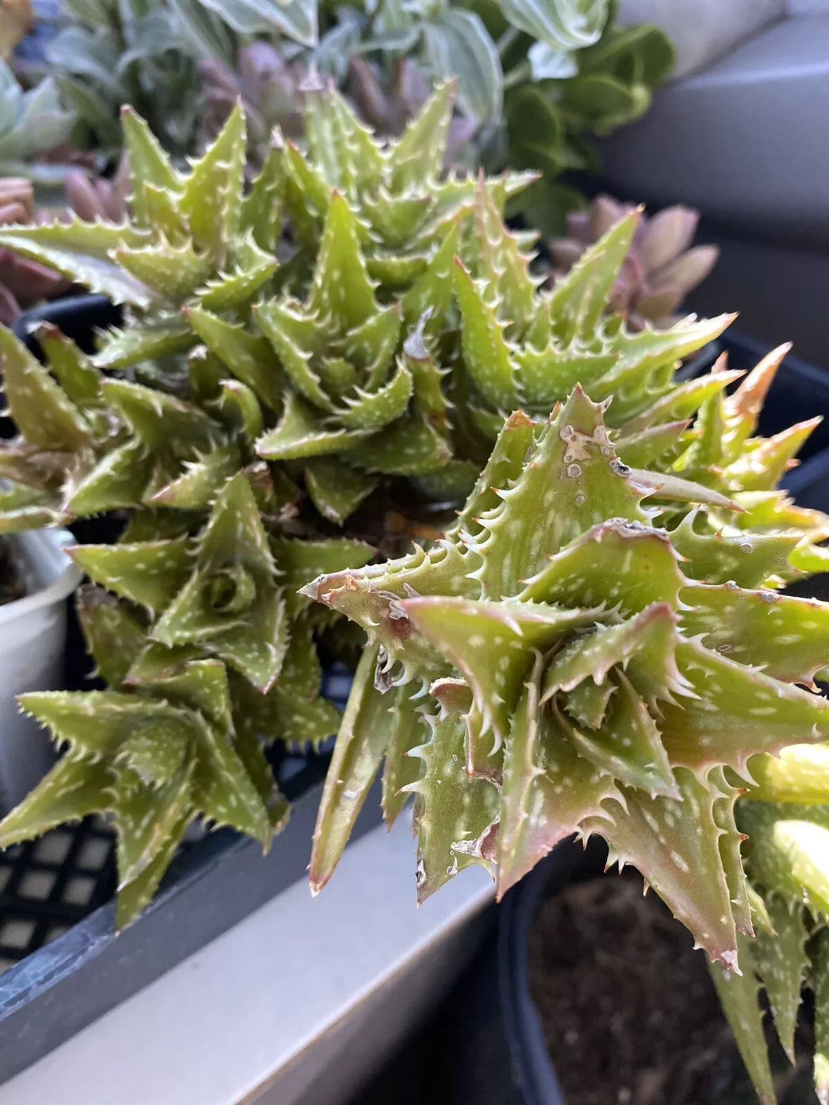Aloe Juvenna 'Tiger Tooth Aloe' Succulent Plant - 4 Inch Pot, Green Spiky Leaves, Indoor Houseplant