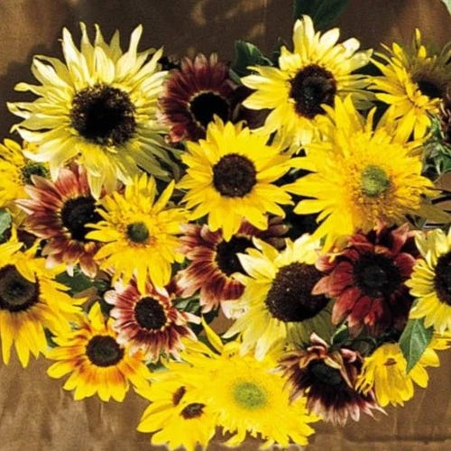 monet garden seeds Sunflower Seeds Monet's Palette Mix - Pollenless Cut Flower - 25 Seeds