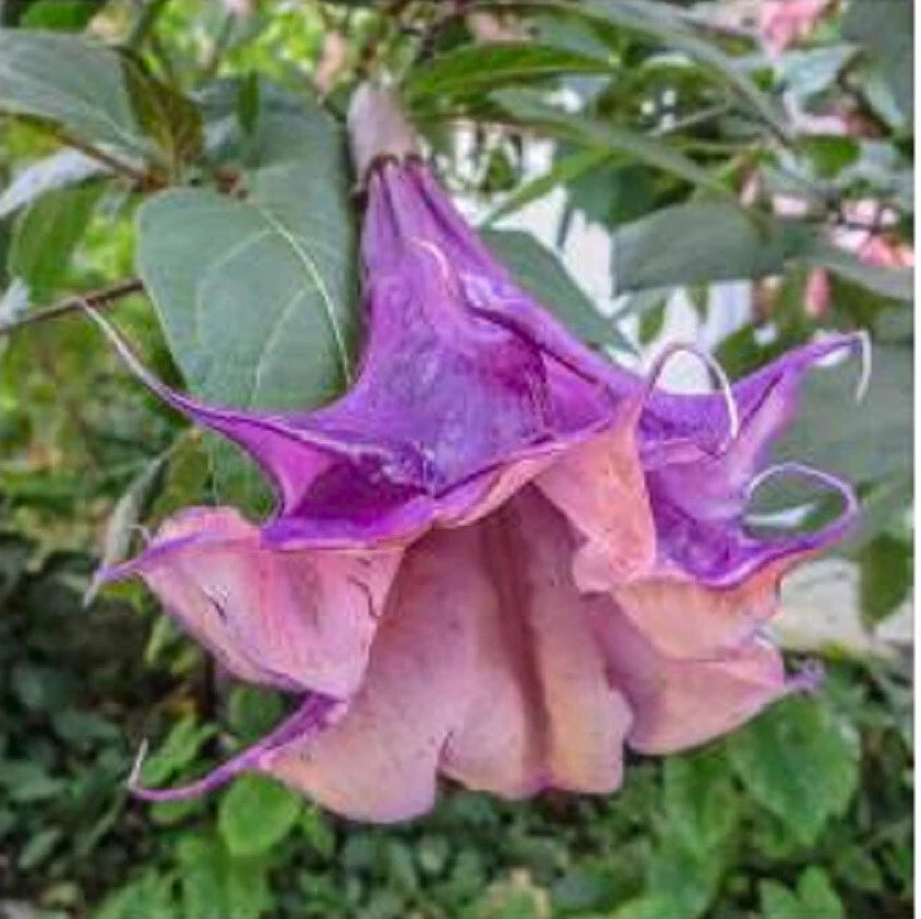 Angel Trumpet Seeds - 10 Sandra Cansa Flower Seeds - Brugmansia Datura - Exotic Garden Planting