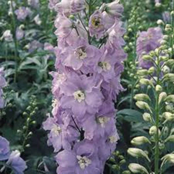 Giant Imperial Larkspur Seeds - 100+ Newly Harvested Seeds for Cut Flowers - Delphinium ajacis