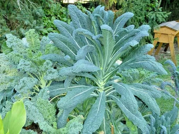 Lacinato Dinosaur Kale Seeds - Organic, 600+ Count, Ideal for Spring & Fall Gardens, Patio & Container Planting