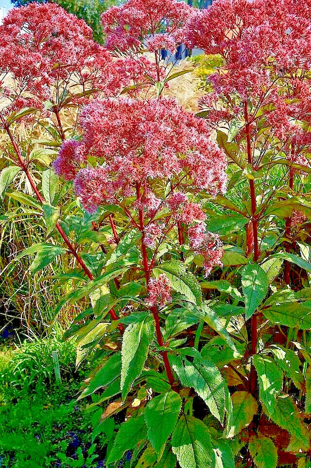 tall wild flower seeds Joe Pye Weed Seeds 1000 Count, Bonset, Eupatorium purpureum, Tall Wild –  Jayme Garden