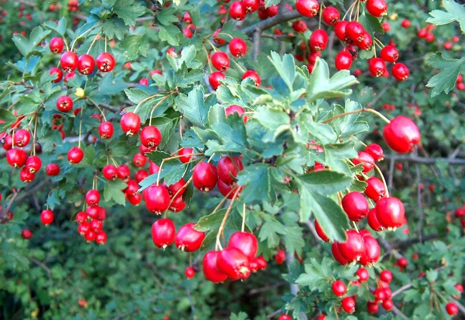 planting hawthorn seeds Wild Hawthorn Seeds - Organic 20 Count - Crataegus monogyna