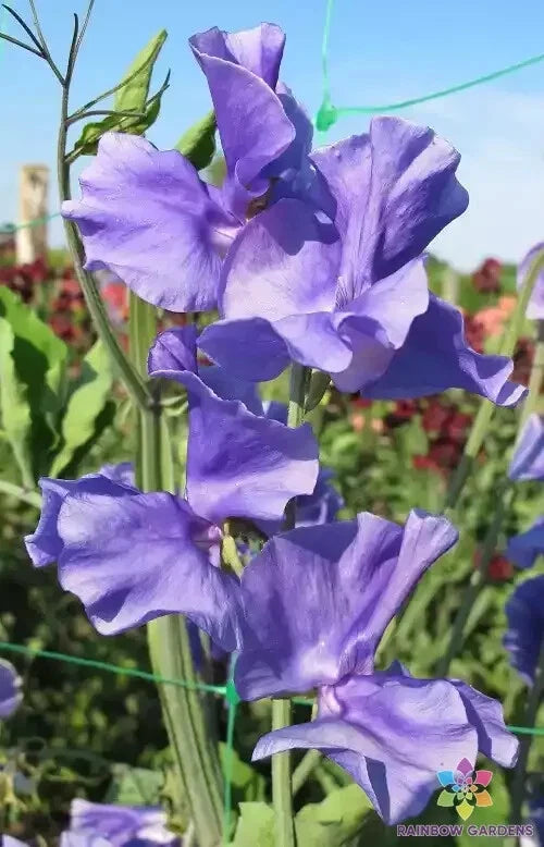Blue Danube Sweet Pea Seeds - 50+ Pack - Lathyrus odoratus - Ideal for Garden Planting - USA Organic