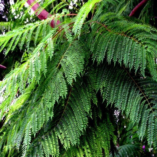 Jacaranda Fern Tree Seeds - Tropical Blue Flowers - Mimosifolia acutifolia - Exotic Plant Seeds for Garden or Landscape