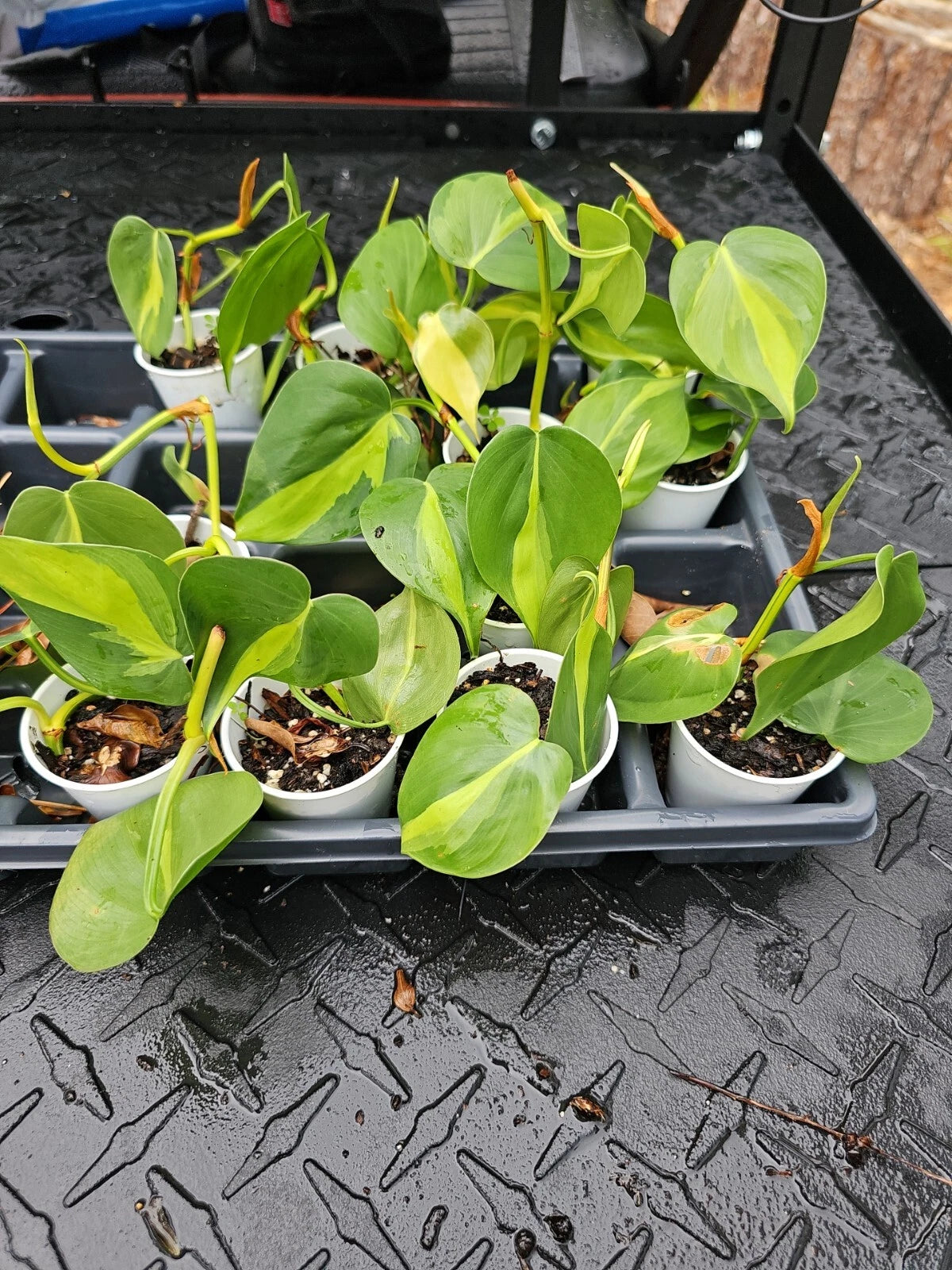 Brazilian Pothos Plant - Variegated Cordatum Hederaceum