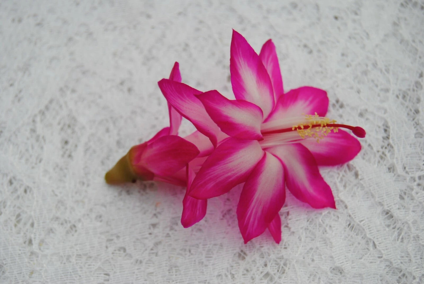 Christmas Cactus Starter Plant - Pink Chocolate - Schlumbergera Truncata - Well Rooted Cactus Plant for Home Decor