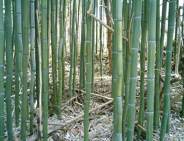 Yellow Groove Bamboo Rhizome Cuttings 3ct - Phyllostachys aureosulcata - Hardy Zone 5 Garden Plants