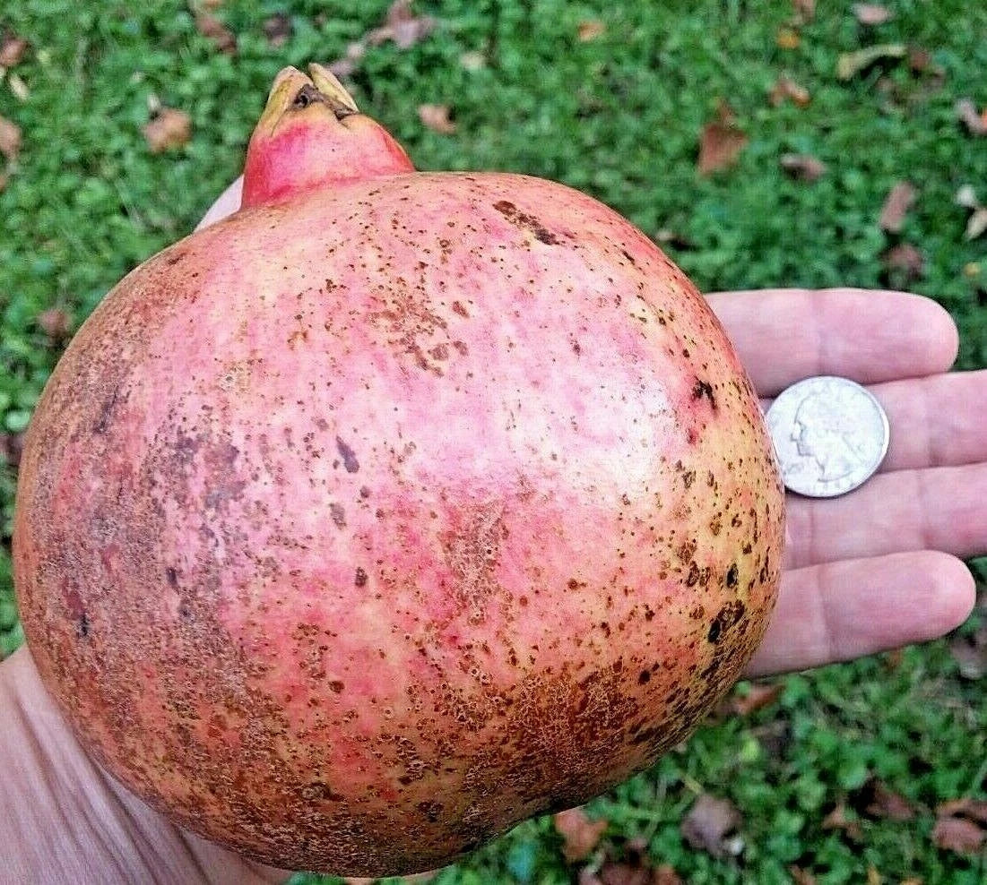 12 Thin Pomegranate Cuttings, Wonderful Variety, Rooting Grafting Scions, Punica granatum