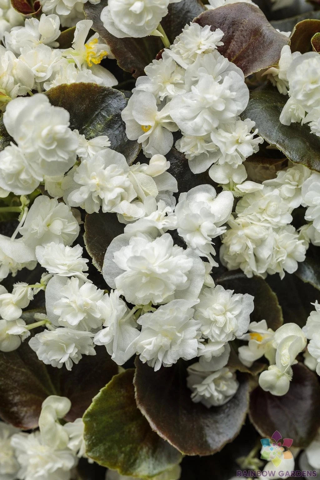 25+ Double Up White Begonia Seeds for Garden Planting - Begonia x tuberhybrida - USA Grown, Free Shipping Available