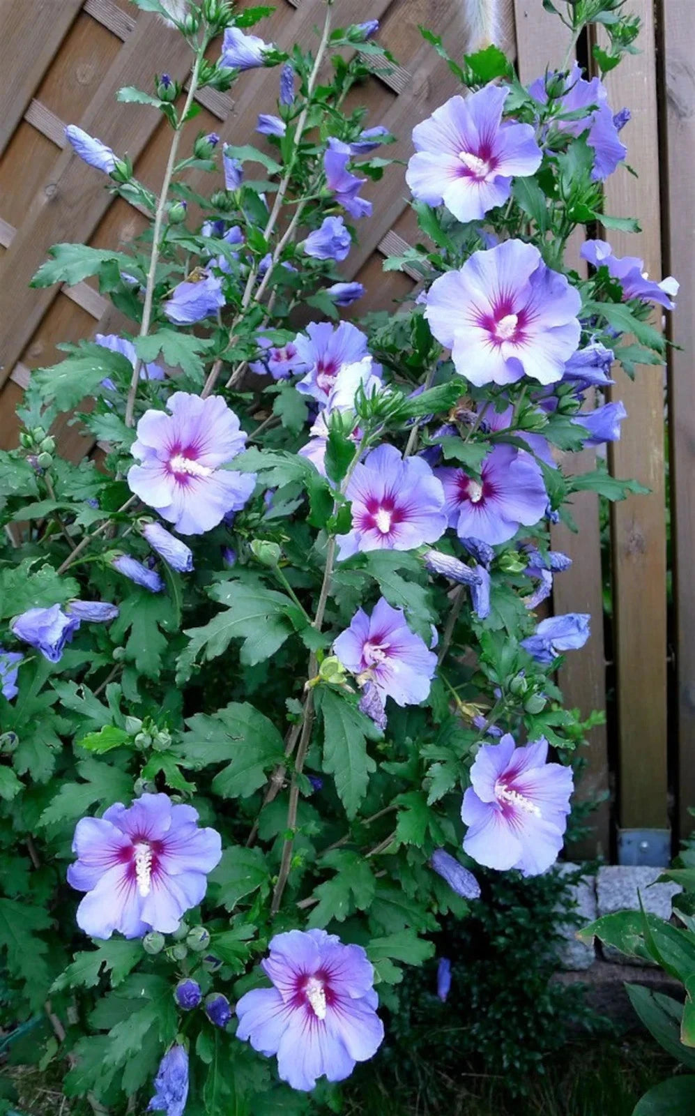 Live Rose of Sharon Plant