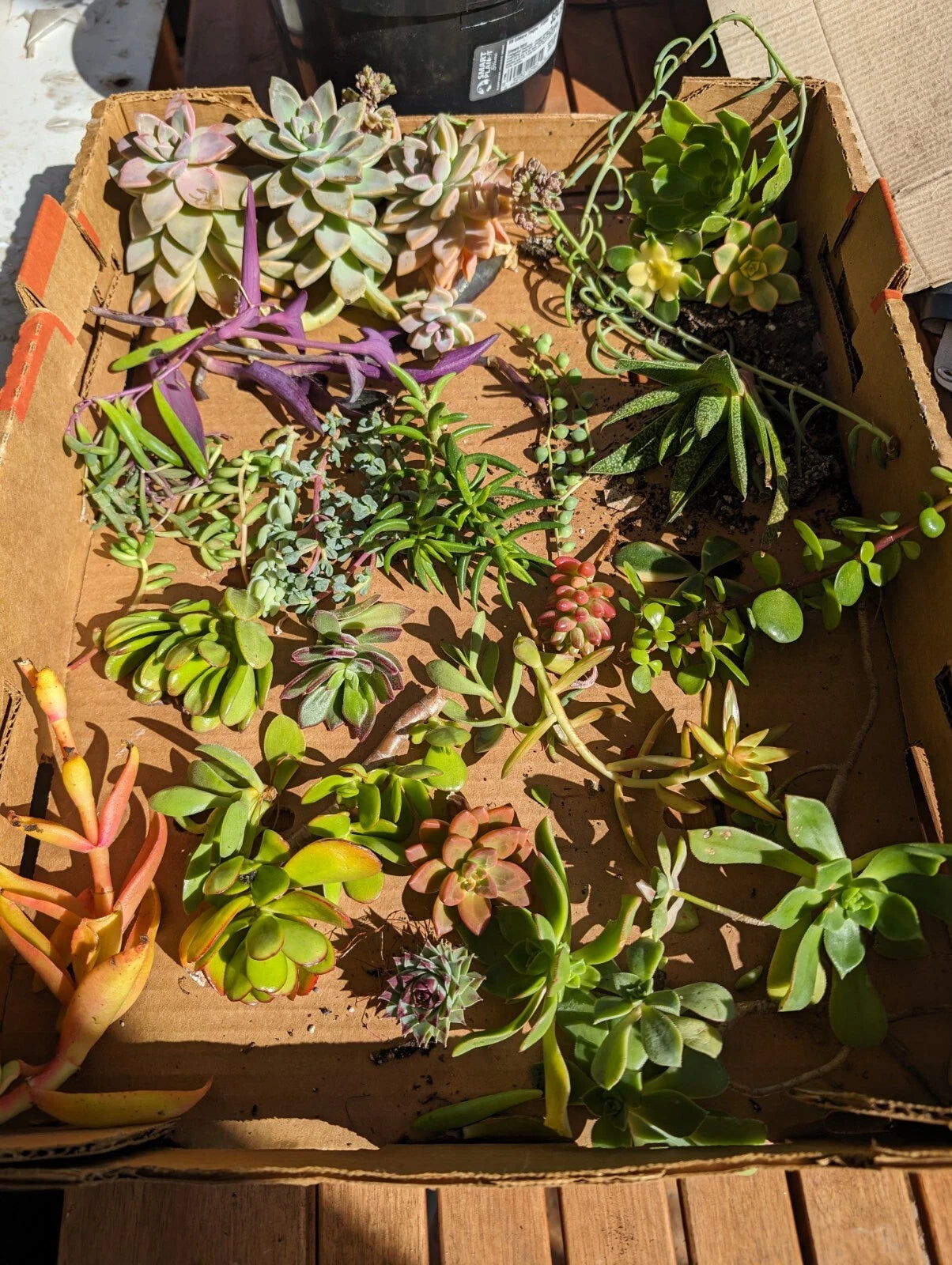 Assorted Succulent Cuttings - 35 Pieces, Over 50 Varieties, Ideal for Planting & Arranging, Perfect for DIY Projects