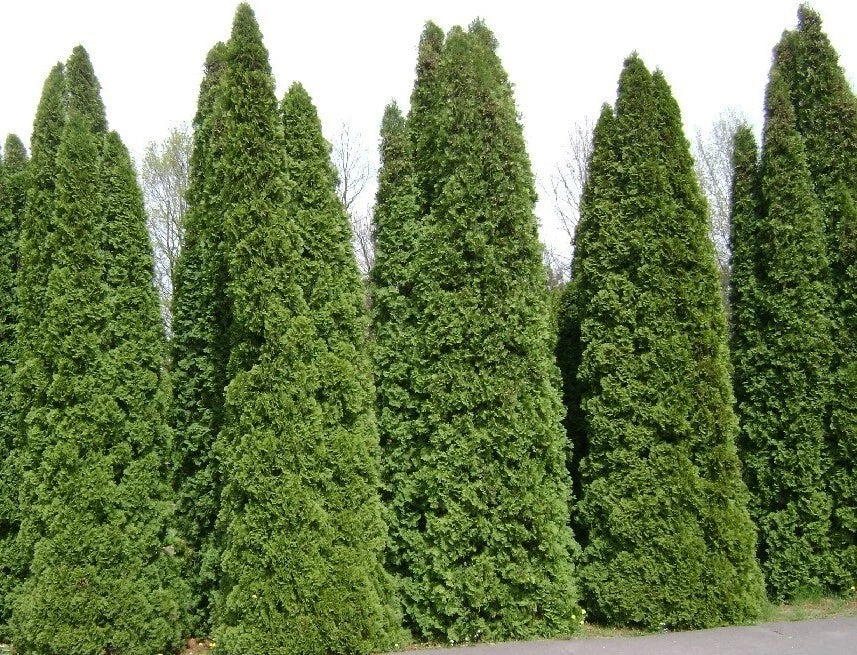 Thuja Tree Seeds - Bulk White Cedar Arborvitae - Thuja occidentalis - Perfect for Landscaping and Privacy Hedges