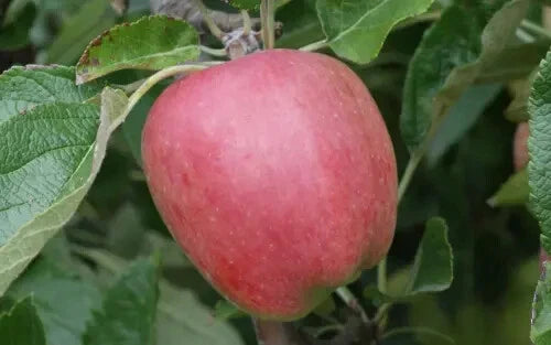 Chieftain Apple Seeds - 25+ Pack for Garden Planting - Malus domestica - USA Grown, Non-GMO