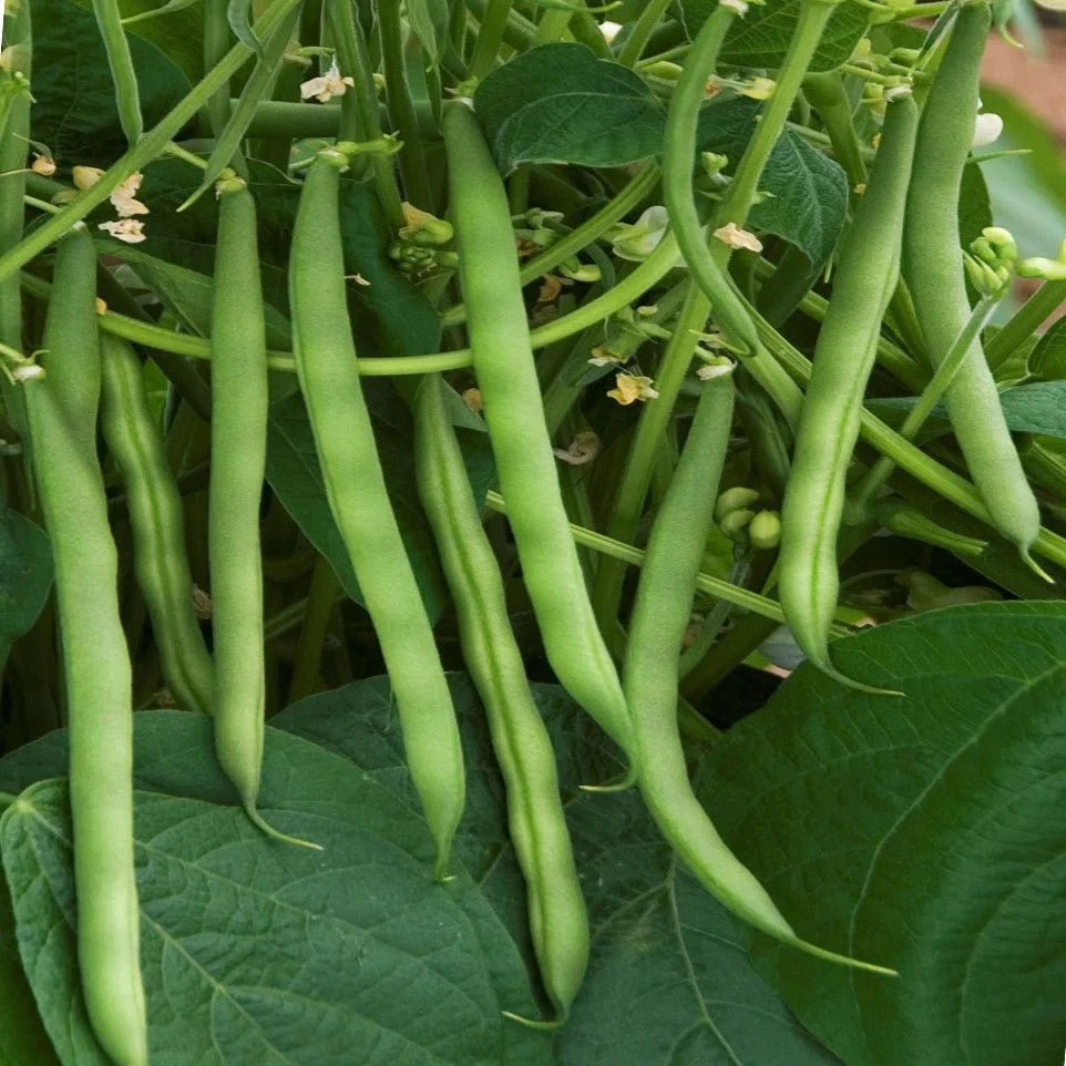 Stringless Green Bean Seeds - Burpee 2025 Planting - Vegetable Garden - Phaseolus vulgaris