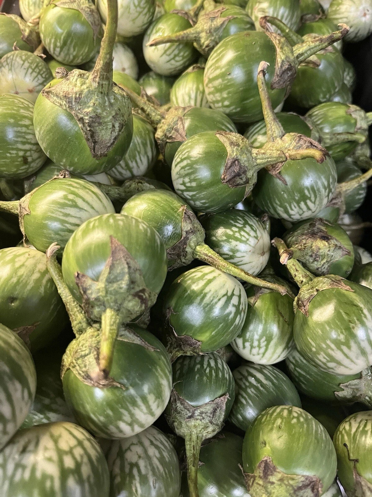 thai garden seeds Round Thai Green Eggplant Seeds - 100+ Seeds - Solanum melongena